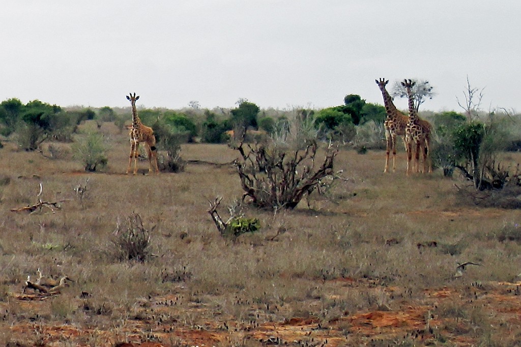 Kenia (434).jpg